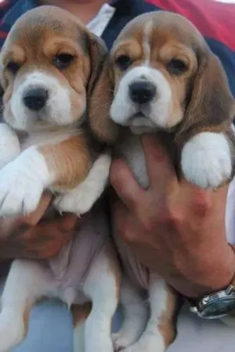 Beagle 13 polegadas coloração tricolor, 2 fêmeas com 55 dias-Dani