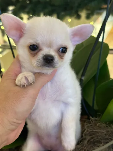 Chihuahua Entregue com Contrato e Responsabilidade