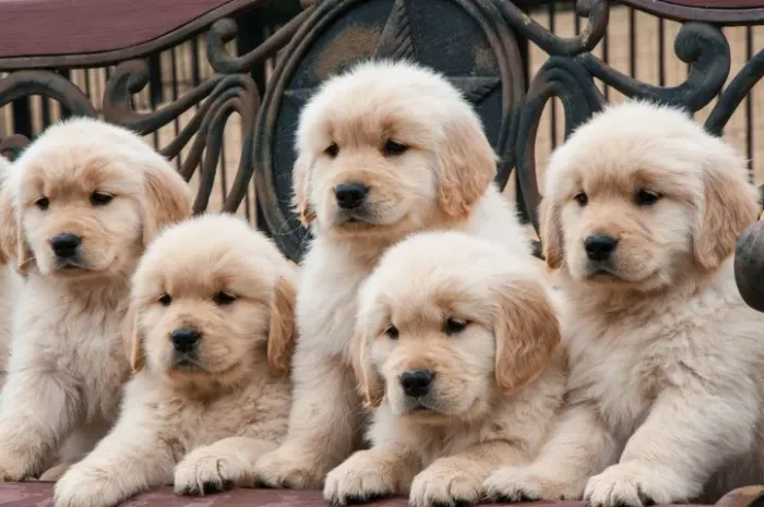 Filhotes de Golden Retriever fêmeas com Garantia e Saúde Assegurada