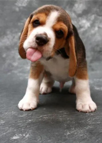 beagle apronta muito