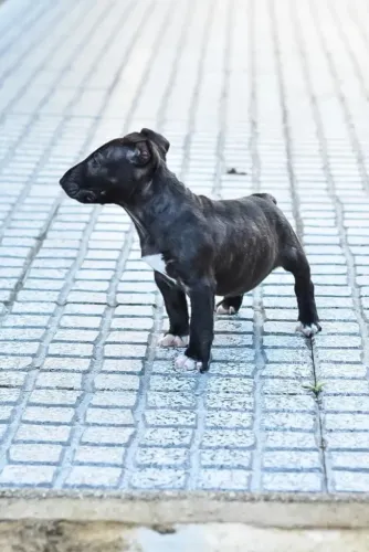 Bull Terrier fêmea com r55 dias na cor preto e branco vacinado e pedigree
