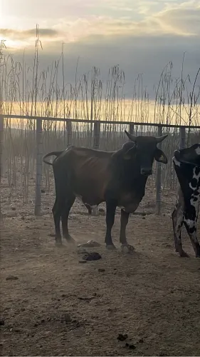 Lote de vaca e boi sindi e Nelore