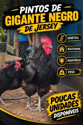 Pintos Gigante negro de Jersey 