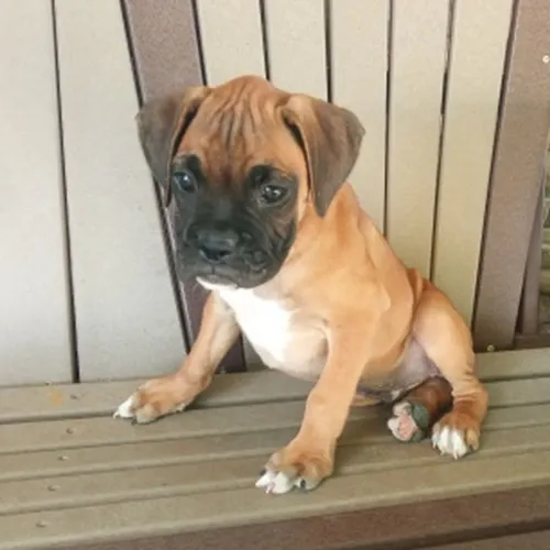 Boxer | Entrega rápida e confiável!
