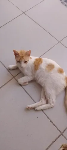 Gatos lindos pra adoção 