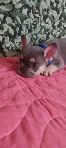 Olha esse bullzinho bem diferente 