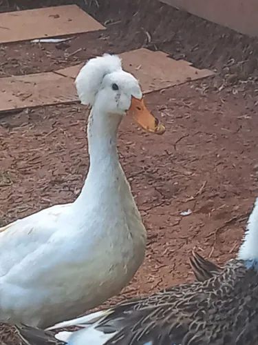 OVOS GALADOS DE MARRECO DE POMPOM