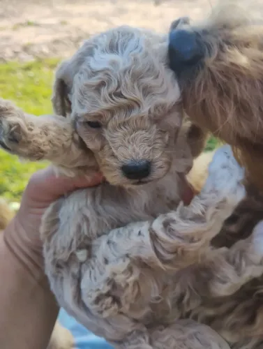 Poodle red