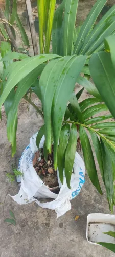 Plantas , palmeira imperial