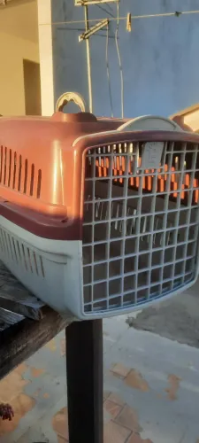 Para cães ou gatos