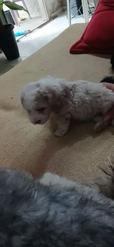 Cachorro buldo