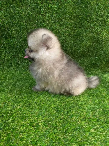 Lulu da Pomerânia baby face