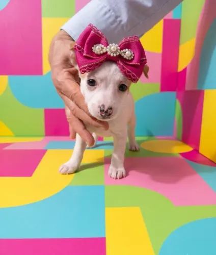Mini Pinscher Encantadora
