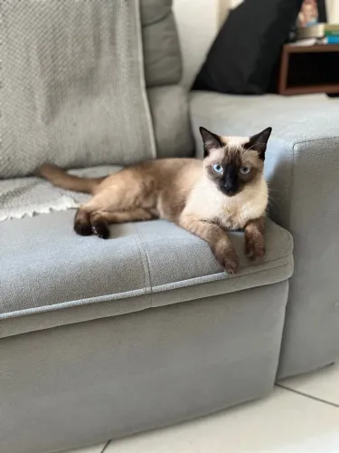 Gata-Adoção responsável