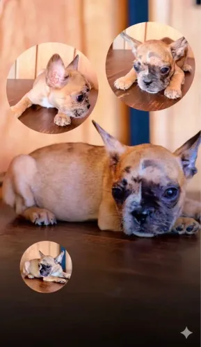 Buldogue francês 