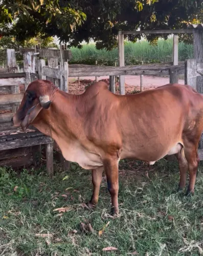 Vaca Gir PO