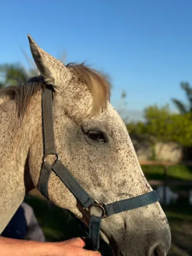Cavalo Quarto de Milha