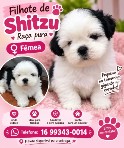 Shitzu