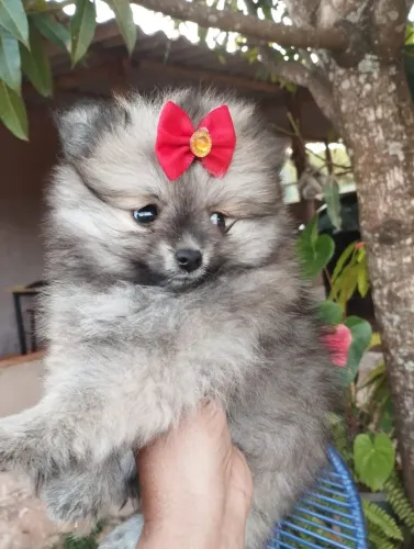 Lulu da Pomerânia fêmea 