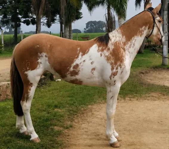 Potra oveira linda maravilhosa confirmada 