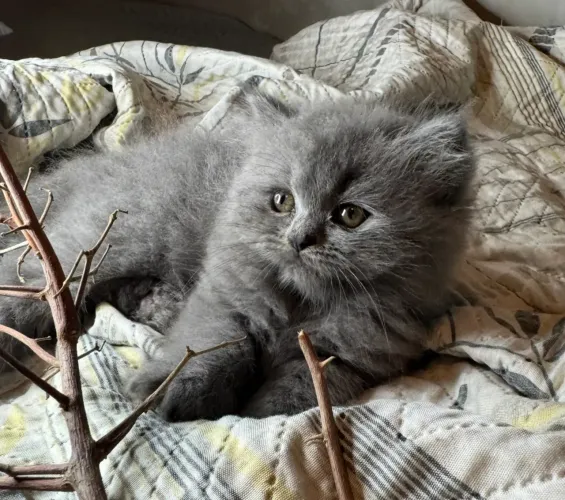 Filhotes de British Longhair