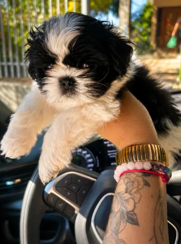 Cachorro