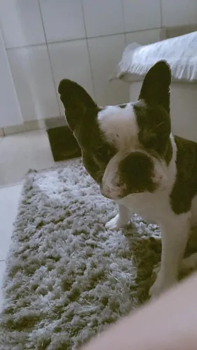 Procura-se namorada Bulldog Francês 