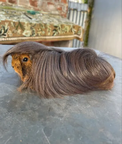 Porquinho da índia pelo longo