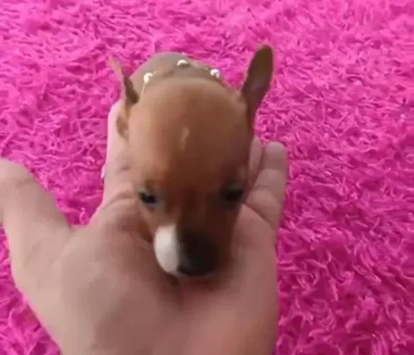 Pinscher ativo, valente