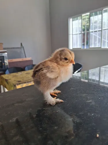 Pintinhos Brahma Puros!