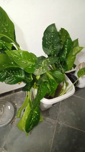 Comigo ninguém pode planta 