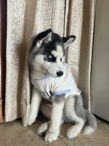 Husky siberiano Uma oportunidade disponível por tempo limitad