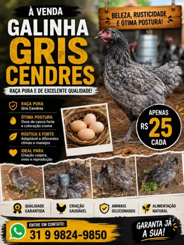Galinha 