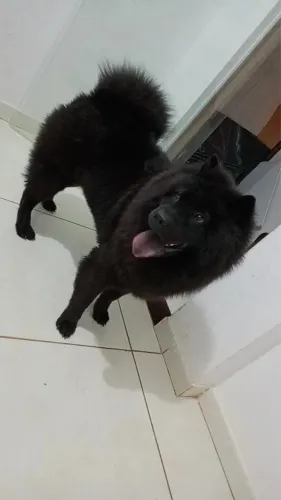 Vendo cachorro macho Chow Chow 