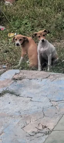 Doação de 3 cadelinhas lindas 