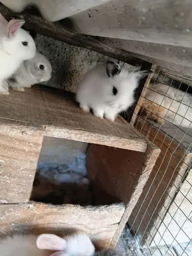 Coelho Mini zap *