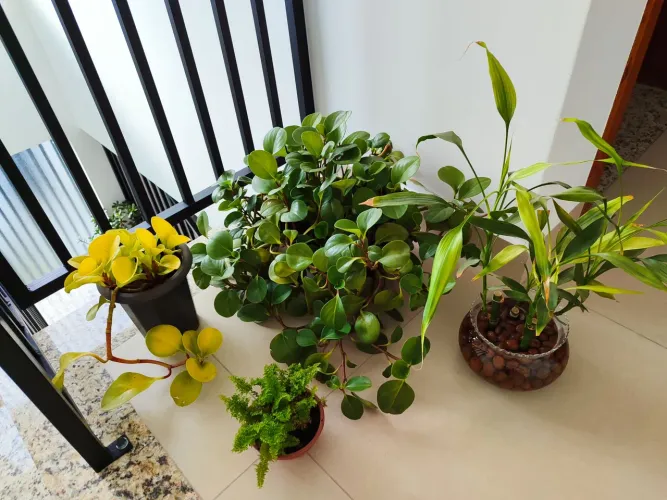 Lote de plantas