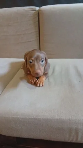 Basset machinho