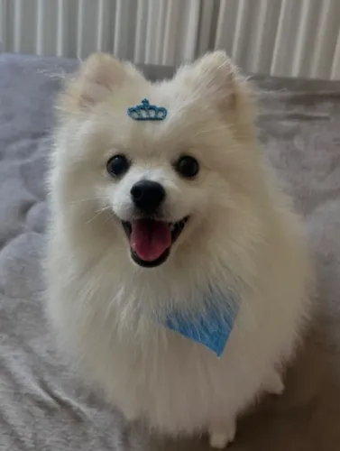 Spitz alemão
