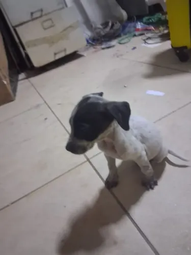 Cachorro para doação
