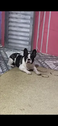 Vendo um buldogue francês 
