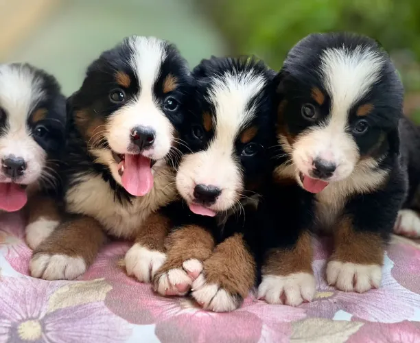 Lindos filhotes Bernese padrão shampion top machos 