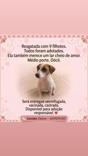 Doação de uma cadela médio porte 