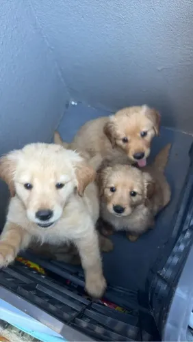 Golden Retriever O pet ideal para criar novas histórias
