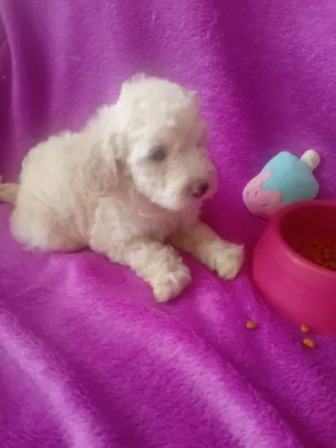 Poodle