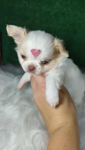 Chihuahua creme branca pêlo longo