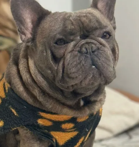BULDOG FRANCÊS FILHOTES