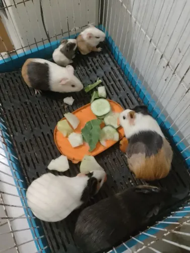 Doação porquinho da índia filhotes