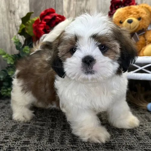 Shih tzu: O toque de amor condicional