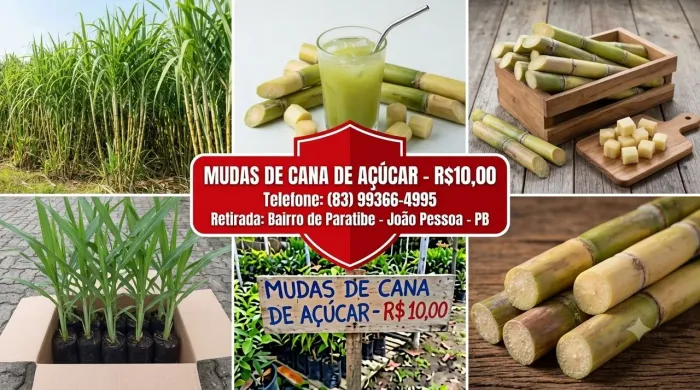Mudas de Cana-de-Açúcar